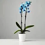 Blue Orchid
