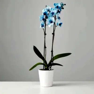 orchids delivery istanbul