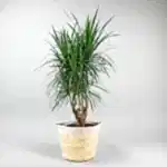 Dracaena Marginata