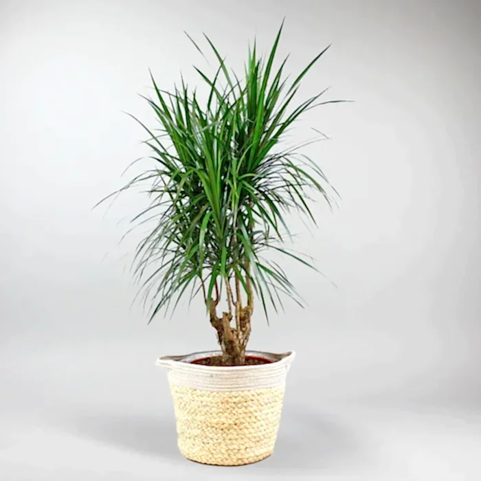 send plant in istanbul