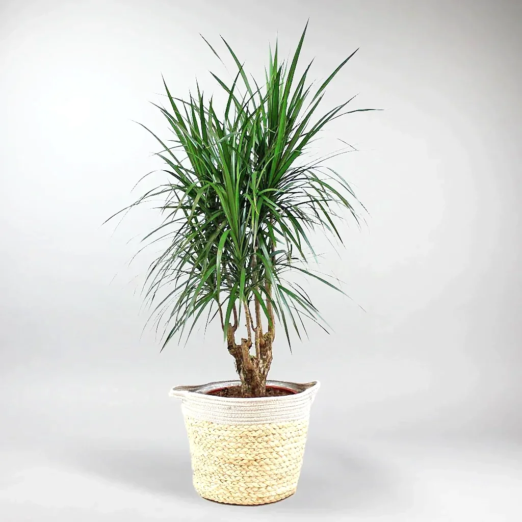 send plant in istanbul