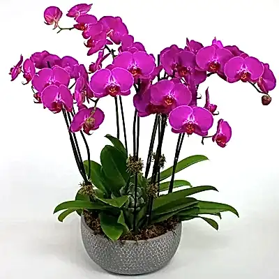 orchids delivery in istanbul