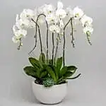 Large White Orchid