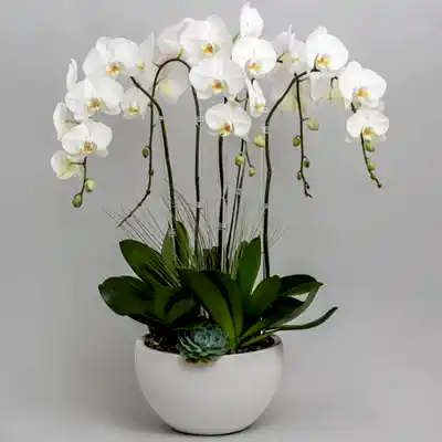 orchids delivery istanbul