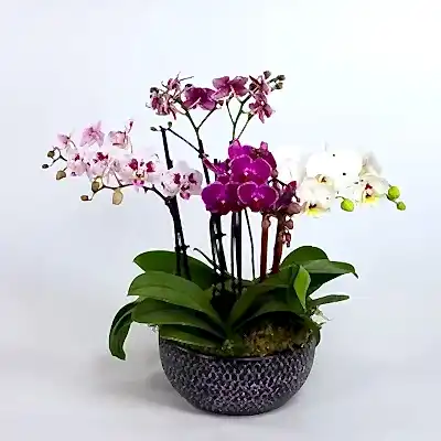orchid delivery to istanbul