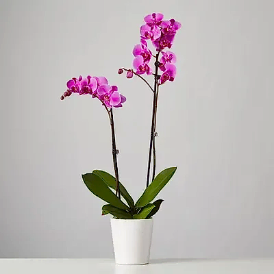 orchids delivery to istanbul