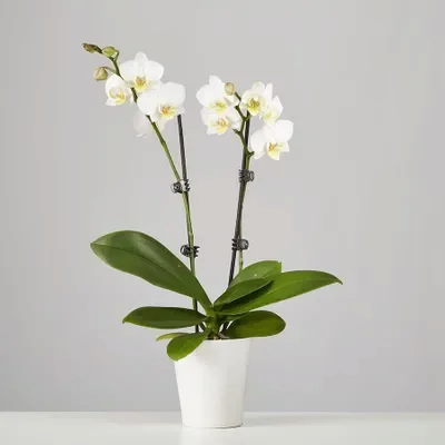 orchids delivery in istanbul