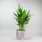Areca Palm