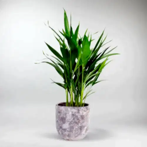 send plants in istanbul