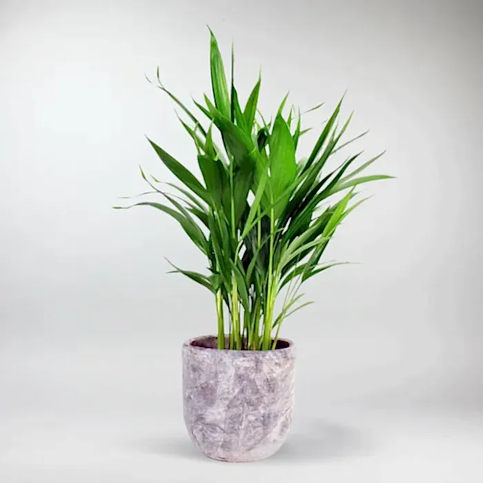 send plants in istanbul