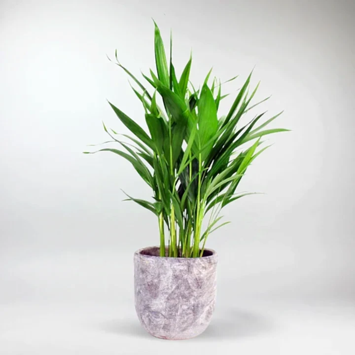 send plants in istanbul