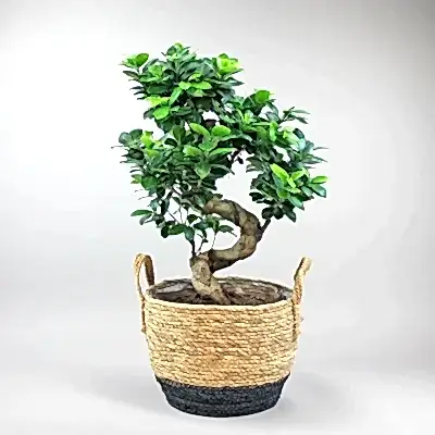 Send trend plant to Istanbul