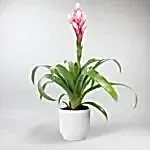 Guzmania