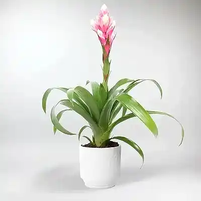 Send plant Istanbul