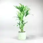 Kentia Palm