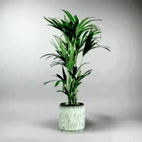 send trend plant in istanbul