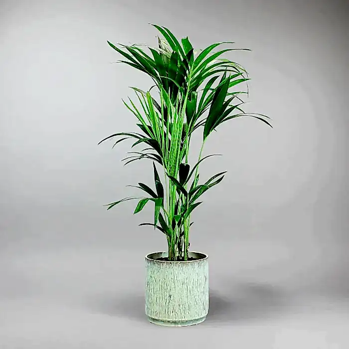 send trend plant in istanbul