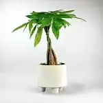 Money Tree