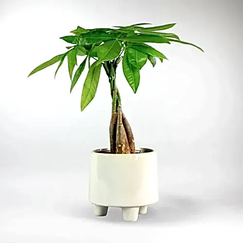 send trend plants to istanbul