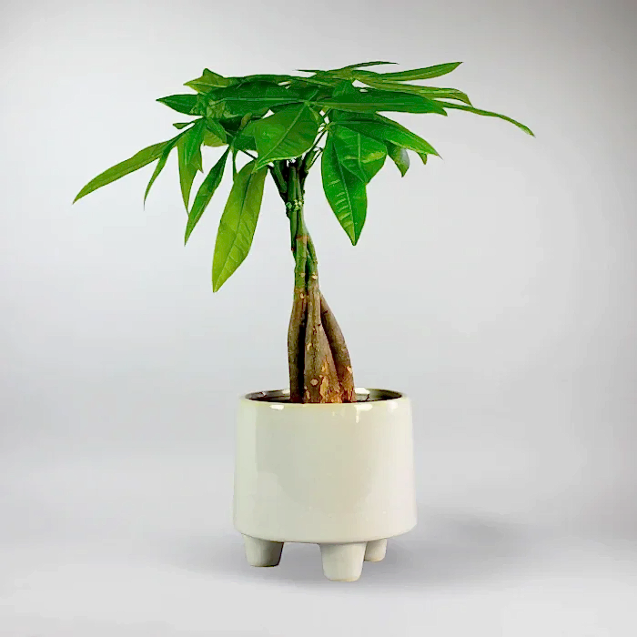 send trend plants to istanbul