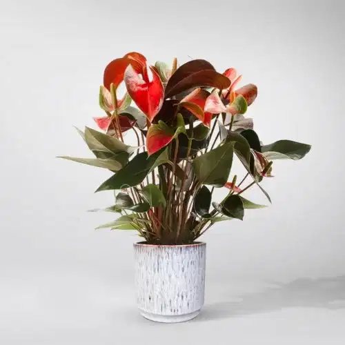 send trend plants istanbul
