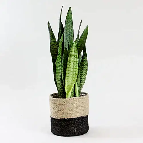 send trend plant istanbul