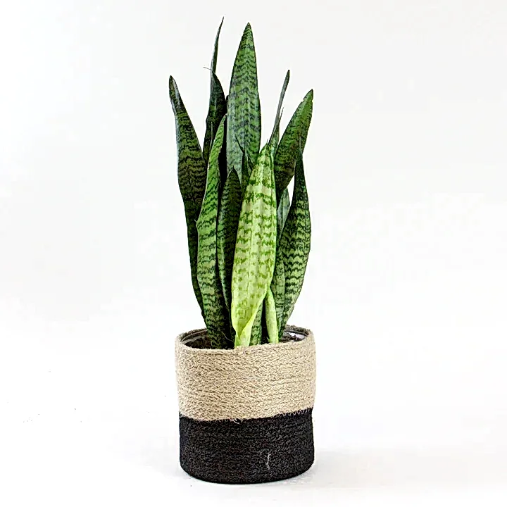 send trend plant istanbul