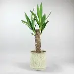 Yucca Plant