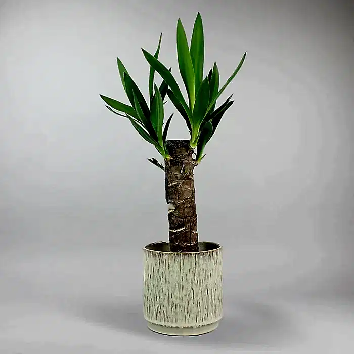 send plants to istanbul