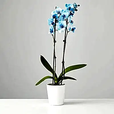 orchids delivery antalya
