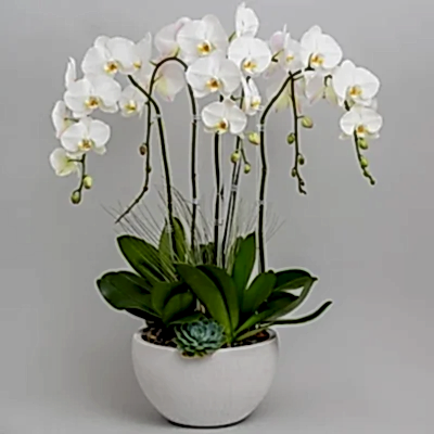orchid delivery antalya