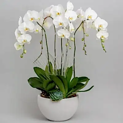 orchid delivery bodrum
