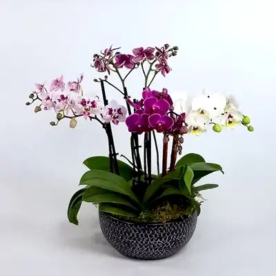 orchid delivery to antalya