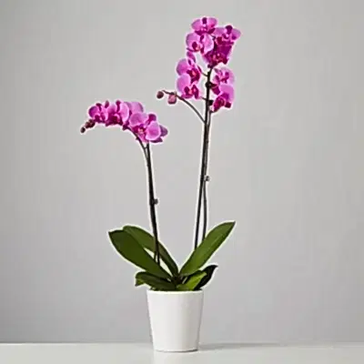 orchids delivery to antalya