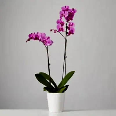 orchids delivery to bodrum