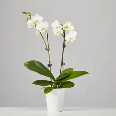 orchids delivery in antalya