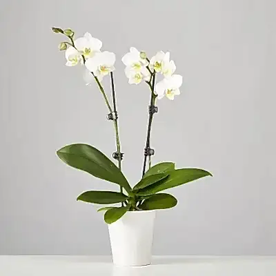 orchids delivery in bodrum
