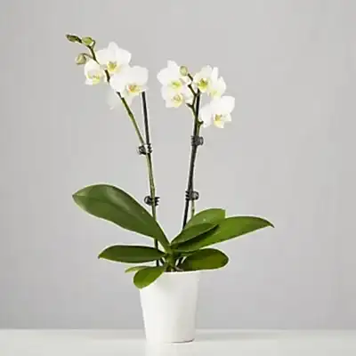 Orchids Bodrum