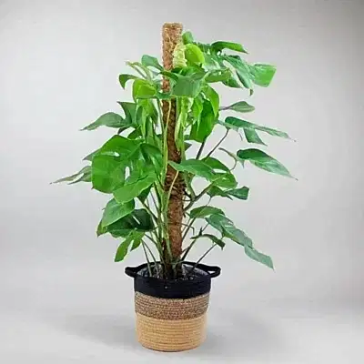 Plants