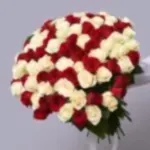 101 Red & White Roses